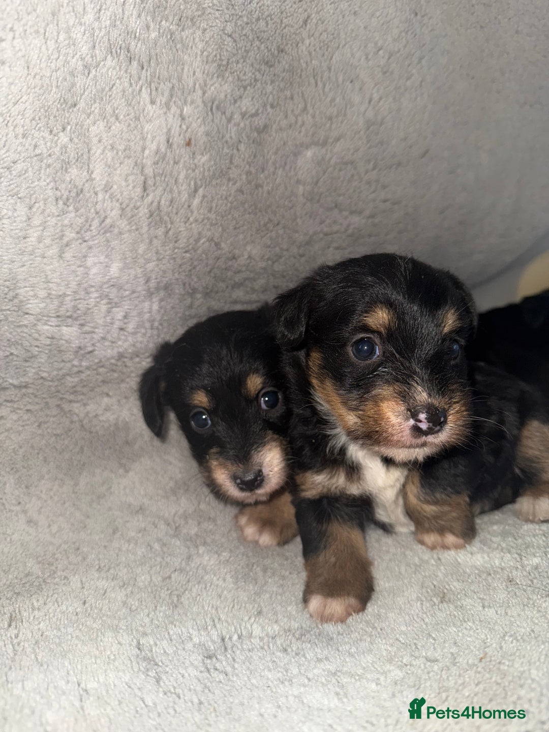 Jack Russell dogs for sale: 3 beautiful jack russle puppy’s  - Image 6