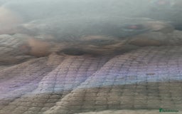 Mixed Breed dogs for sale: Jack russel cross pomeranian puppies  - Image 13