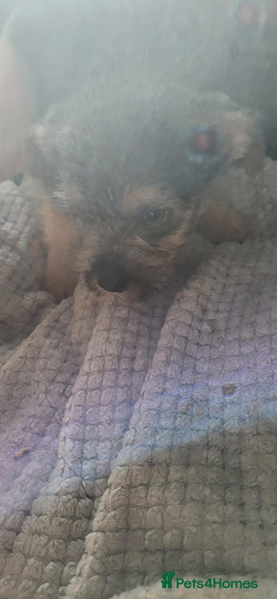 Mixed Breed dogs for sale: Jack russel cross pomeranian puppies  - Image 13