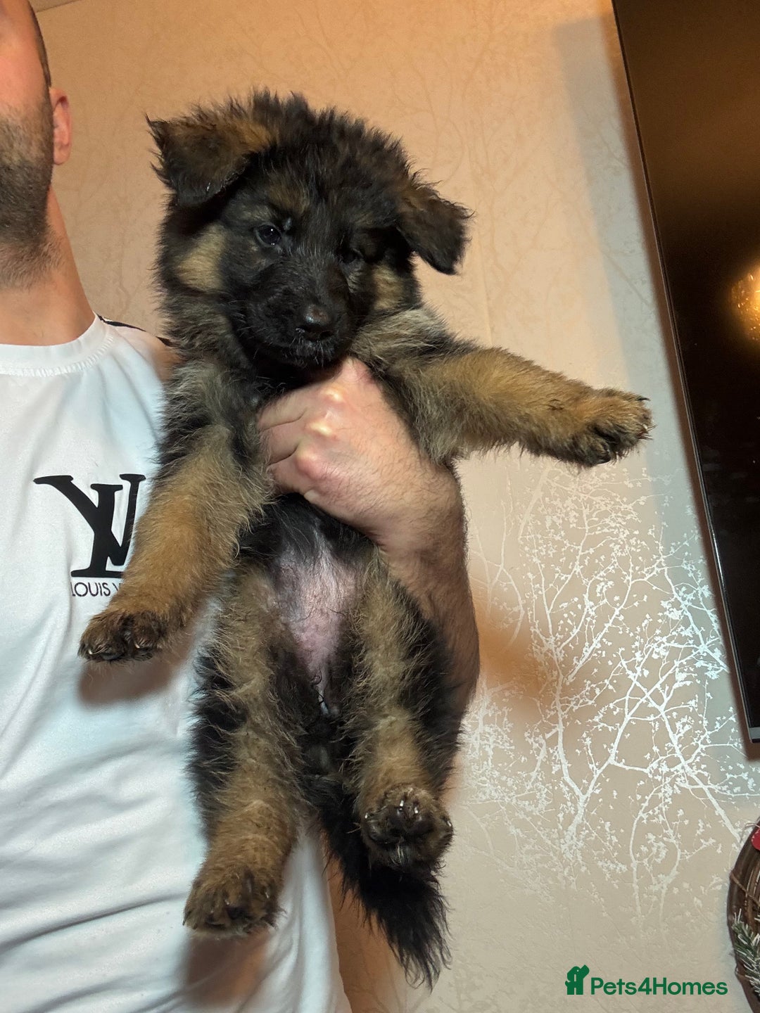 German Shepherd dogs for sale: German Shepherd Puppies  - Advert 14