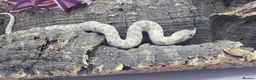 Snake reptiles for sale: Baby Western Hognoses mixed sex and morphs £100ea - Advert 7