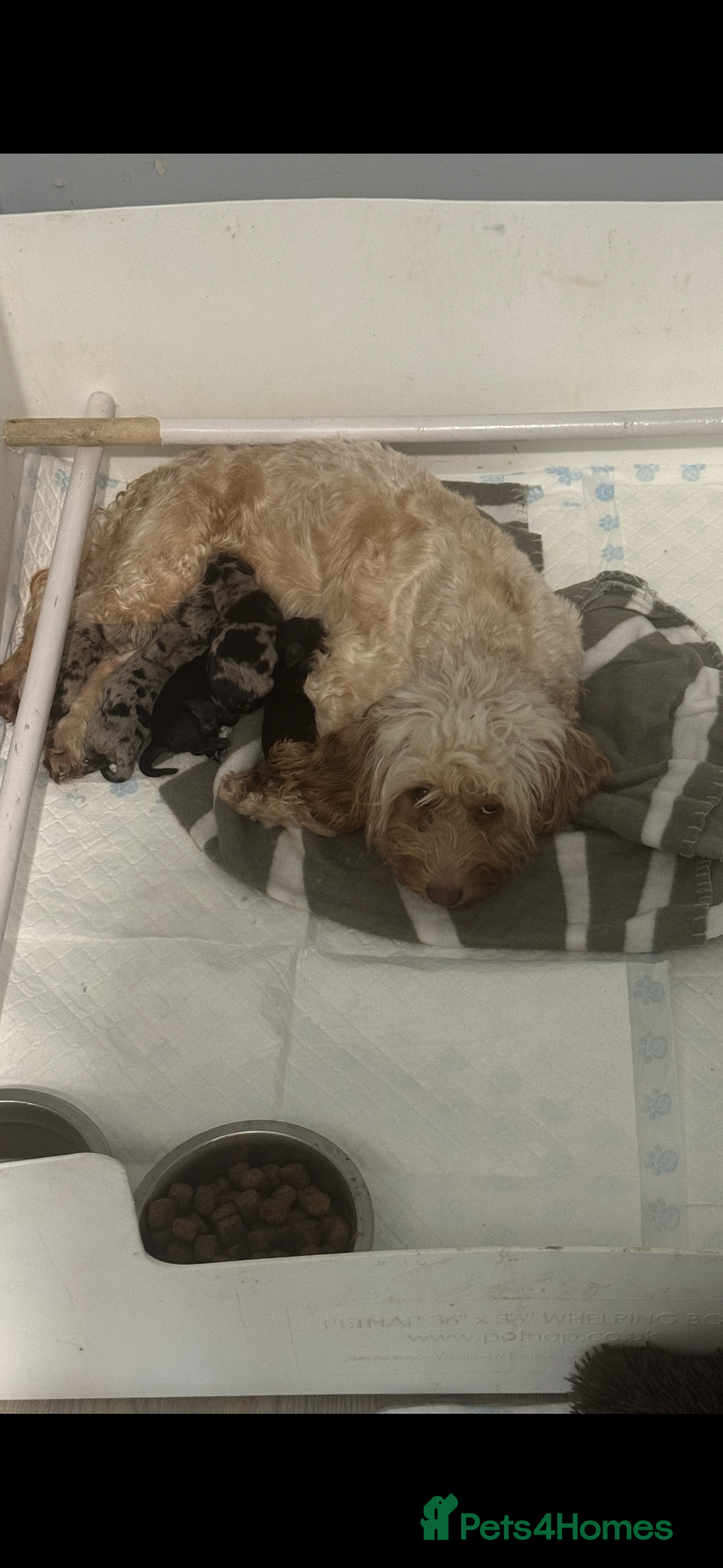 Cockapoo dogs for sale: 4 boy cockapoo puppies  - Advert 10