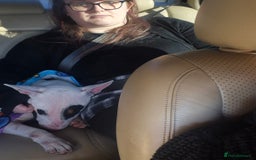 English Bull Terrier dogs for sale: Female english bull terrier  - Image 3