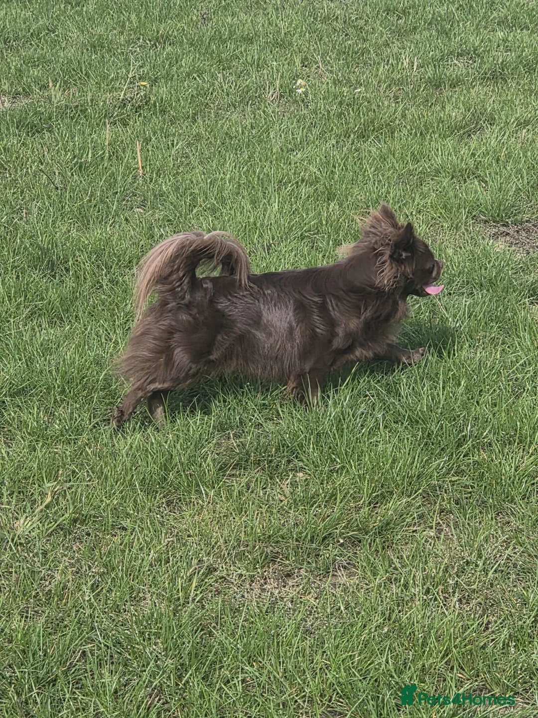 Chihuahua dogs for stud: Dog for stud - Advert 2