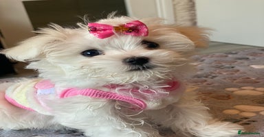 Maltese dogs - Advert 12