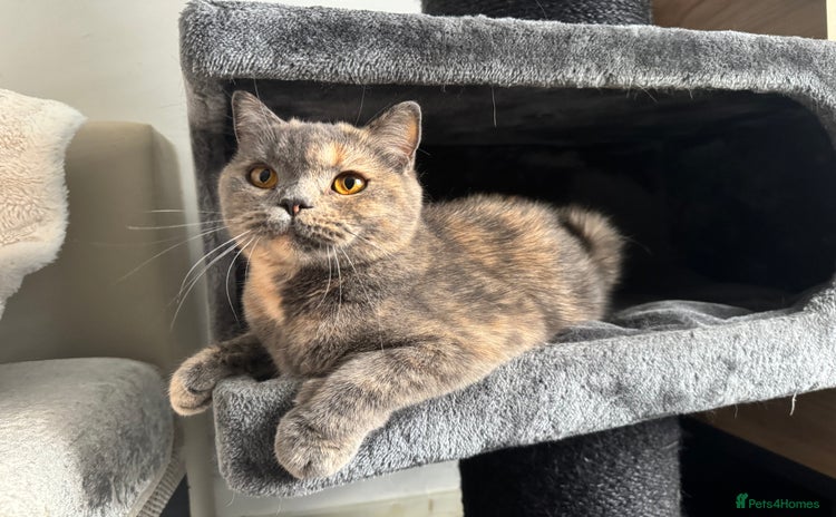 British Shorthair cats - Advert 4