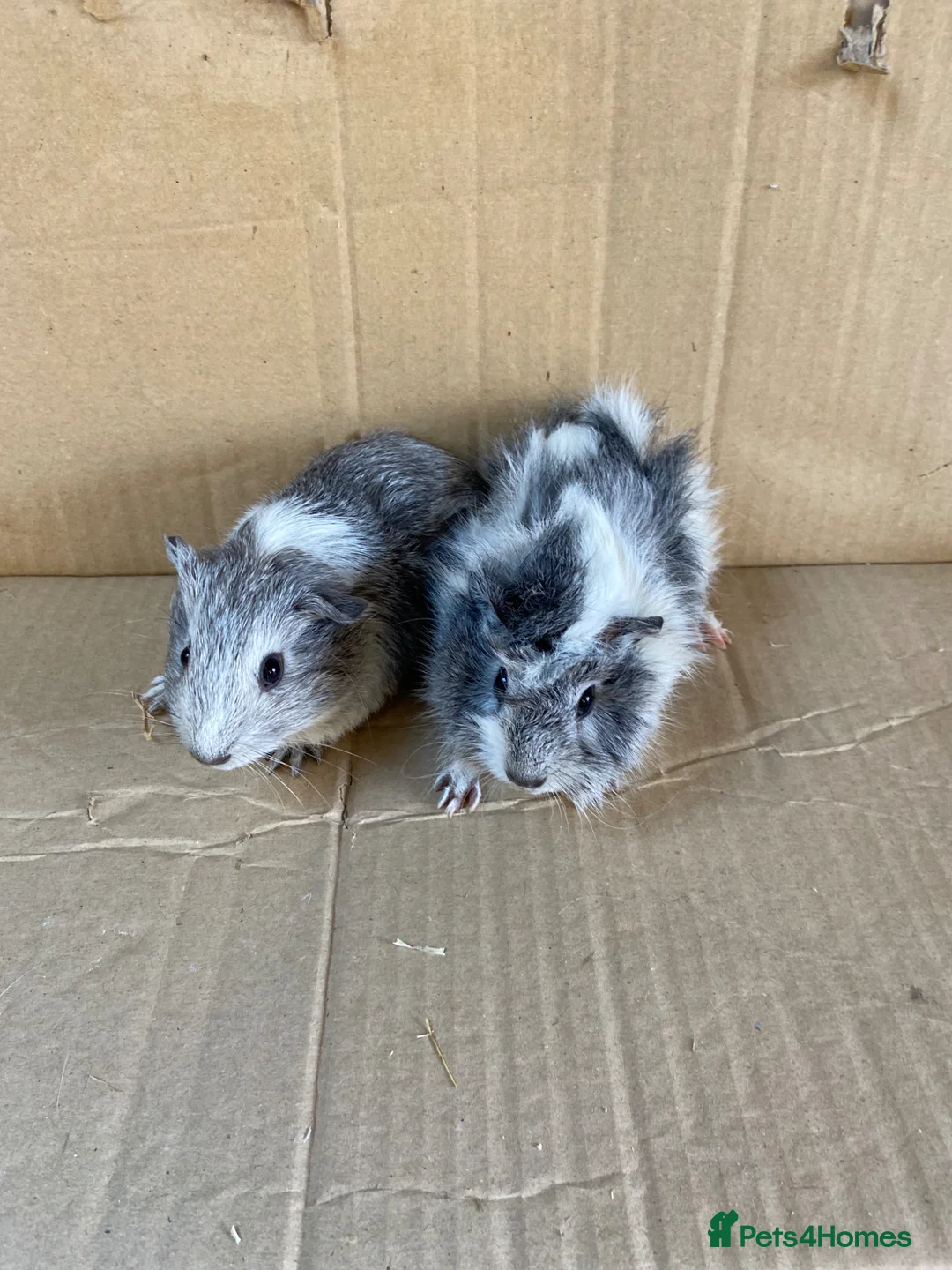 Guinea Pig rodents for sale: Baby Female Guinea Pigs  - Advert 5