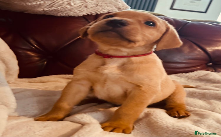 Labrador Retriever dogs - Advert 7