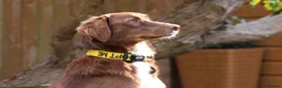 Mixed Breed dogs for sale: Lovely Gem needs her family  in Aldershot - Advert 5
