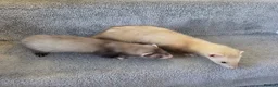 Ferret rodents for sale: 2 jills for sale 8 and 10 weeks old - Advert 7