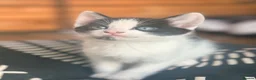 Domestic Shorthair cats for sale: Adorable Kittens 🐱 💕💙 in Dereham - Advert 7