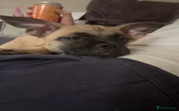 Mixed Breed dogs for sale: Frenchi pomchi puppy 15 weeks old girl - Image 8