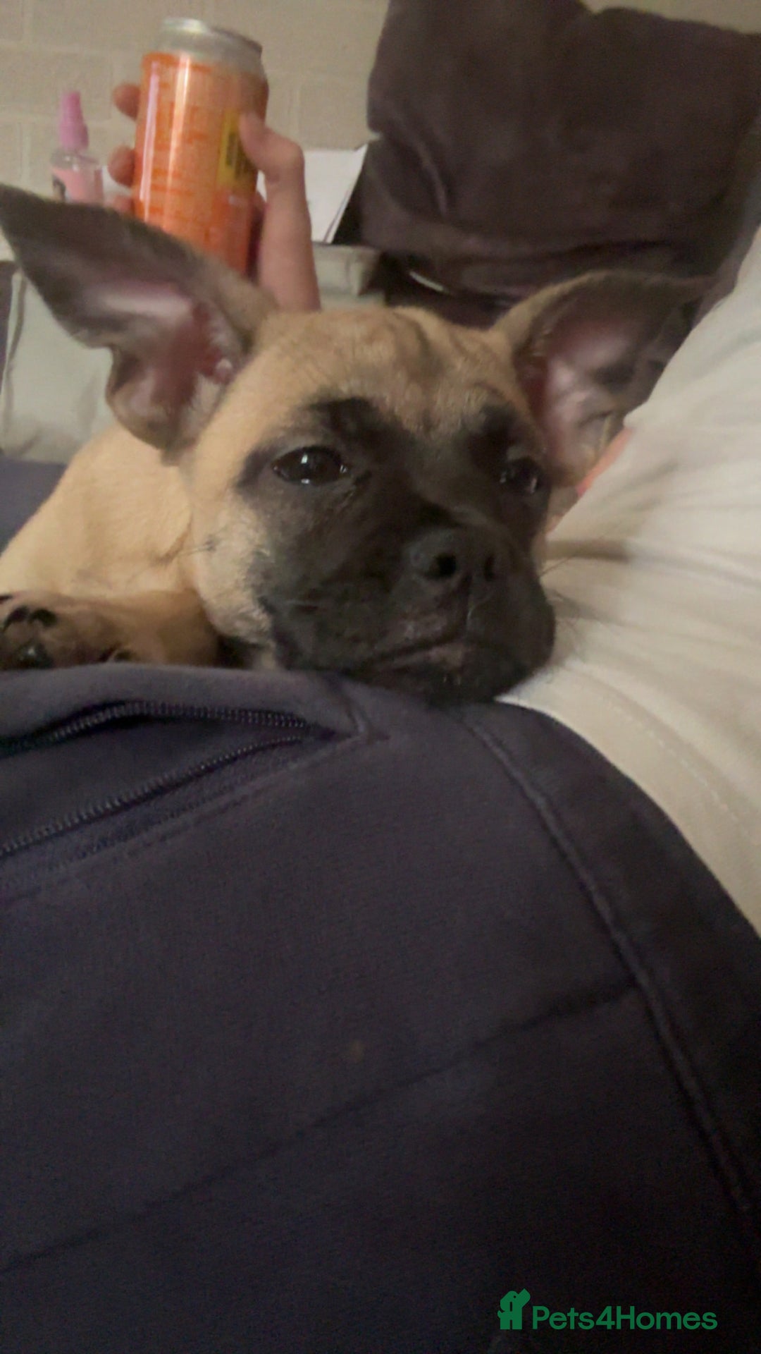 Mixed Breed dogs for sale: Frenchi pomchi puppy 15 weeks old girl - Image 8