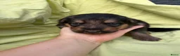 German Shepherd dogs for sale: Long haired German shepherd puppies  - Advert 6
