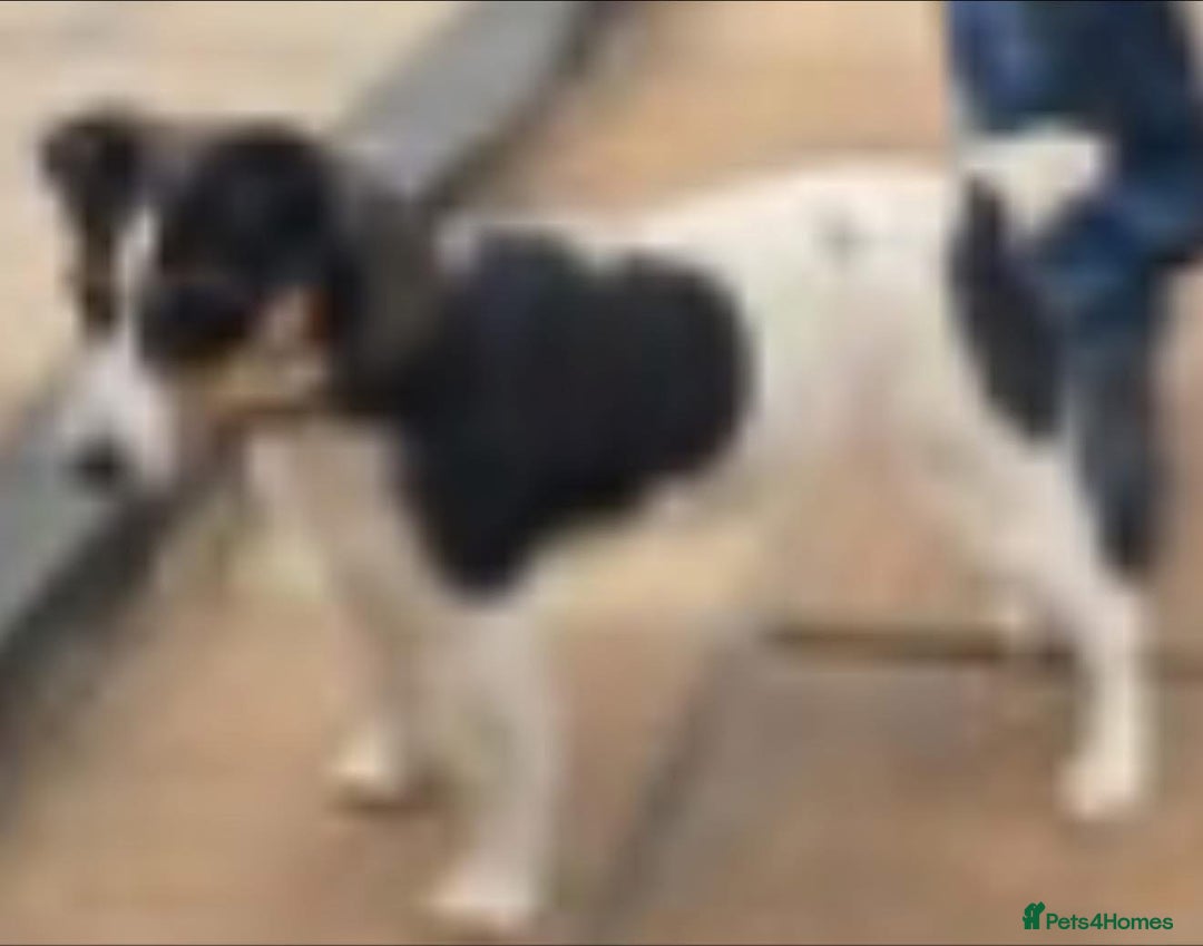 Jack Russell dogs for sale: Beautiful sweet Jack Russell girl  - Advert 1