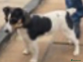 Jack Russell dogs Beautiful sweet Jack Russell girl - Advert 7
