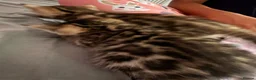 Bengal cats for sale: Beautiful bengal kittens 🐾🐾🐾 - Advert 20