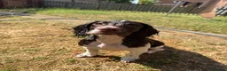 Cocker Spaniel dogs for sale: Beautiful Working Cocker Spaniel Boy - Advert 5
