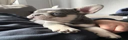French Bulldog dogs for sale: Stunning 3rd generation French Bulldog puppies - Advert 5