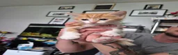Maine Coon cats for sale: 3 gorgeous orange and white boys in Durham - Advert 7