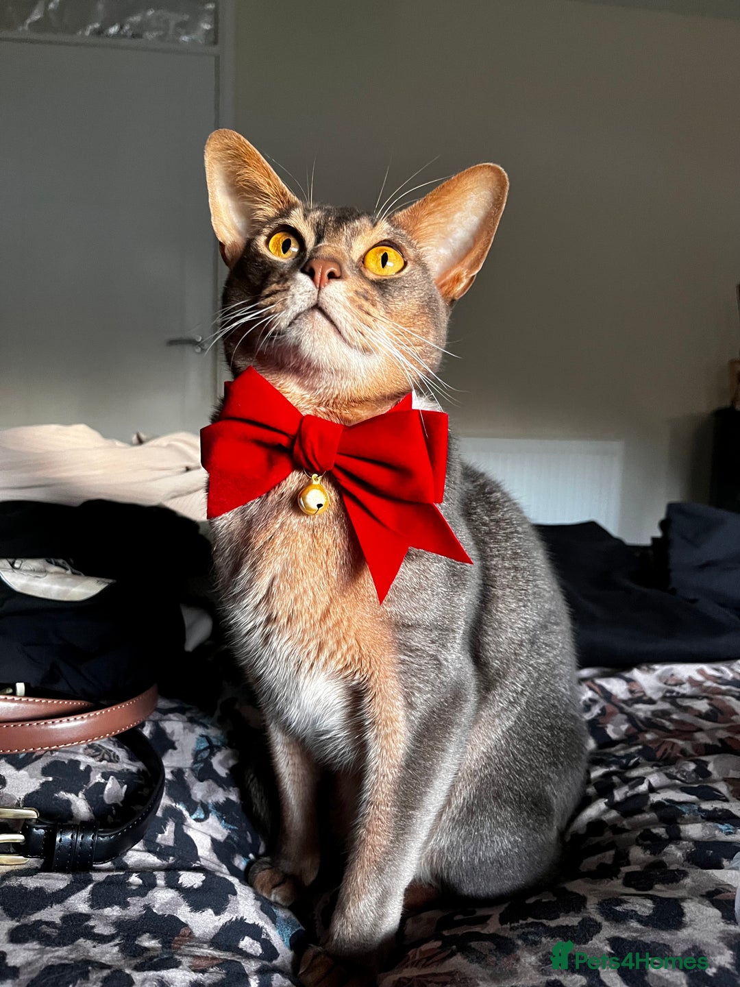 Abyssinian cats for sale: Loving Home Wanted for Our Abyssinian Boy, Yoda - Advert 12