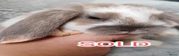 Mini Lop rabbits for sale: Beautiful mini lop - Advert 7