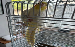Cockatiels birds for sale: Ozzy and chip looking for a nice home - Image 13