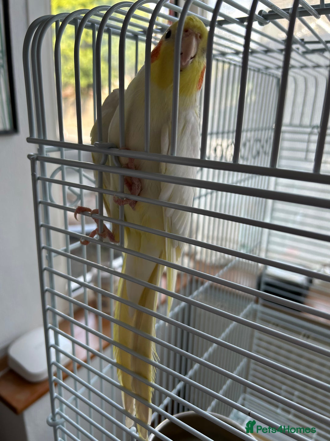 Cockatiels birds for sale: Ozzy and chip looking for a nice home - Image 13