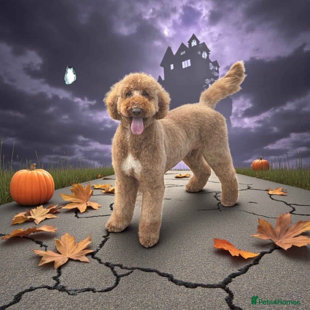 Standard Poodle dogs for stud: Wallace kc reg standard red poodle  in Market Drayton - Image 1