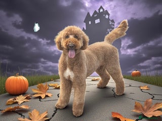 Standard Poodle dogs in Market Drayton - Advert 1