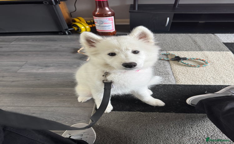 Samoyed dogs - Advert 1