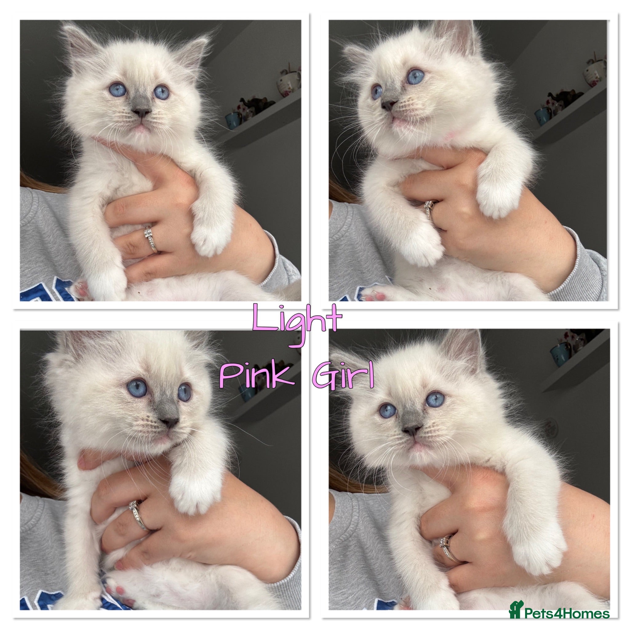 Ragdoll cats Adorable Ragdoll Kittens Ready 2 leave Tuesday - Advert 1