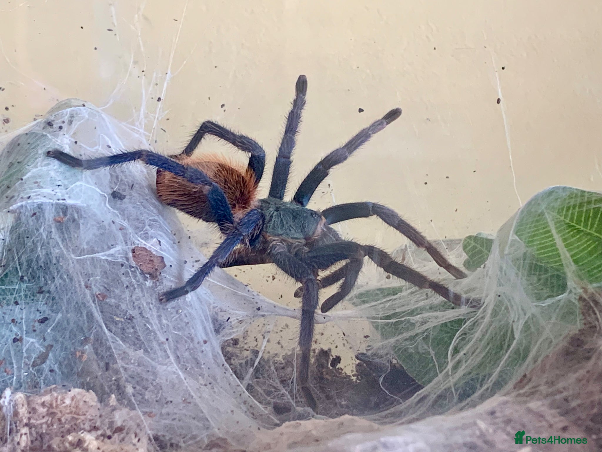 Tarantulas invertebrates Green Bottle Blue (Chrom. cyaneopubescens) - Advert 3