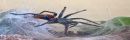 Tarantulas invertebrates for sale: Green Bottle Blue (Chrom. cyaneopubescens) - Advert 1