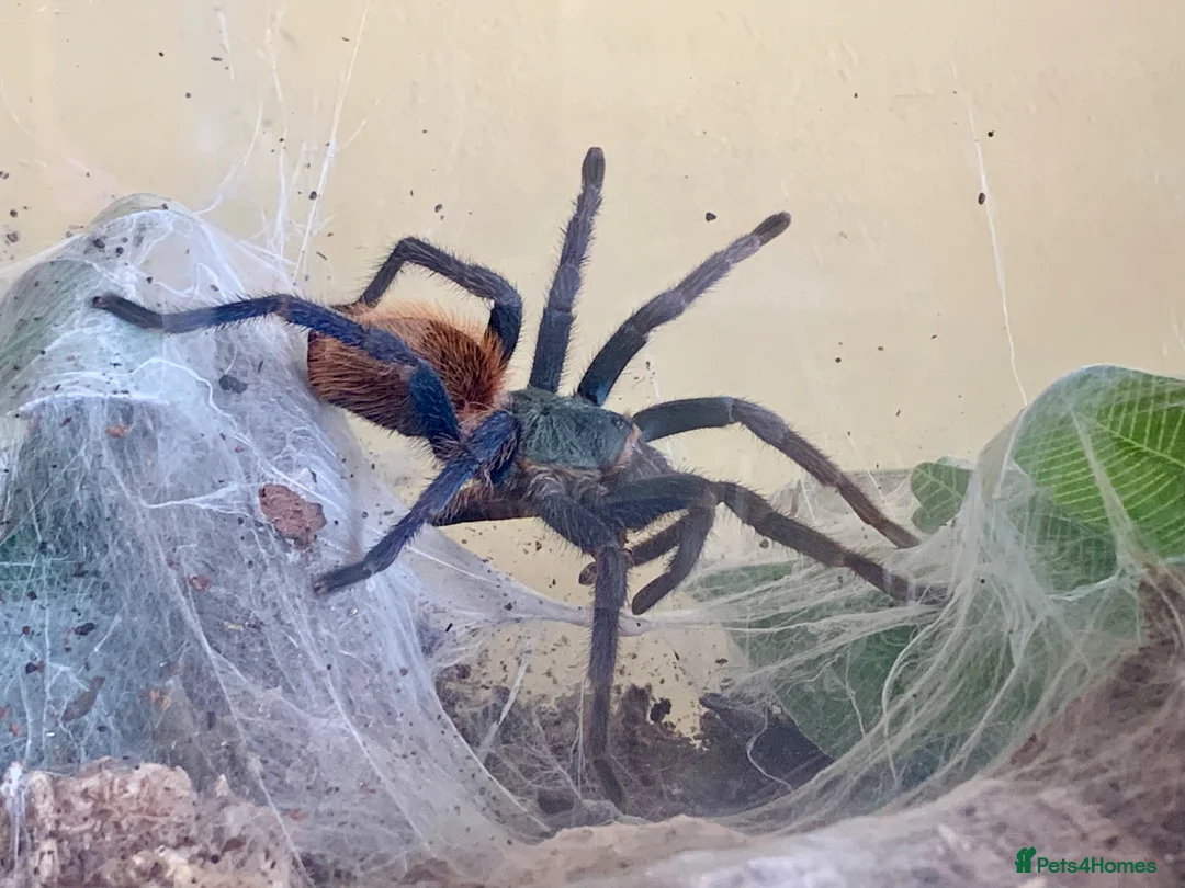Tarantulas invertebrates for sale: Green Bottle Blue (Chrom. cyaneopubescens) - Advert 1