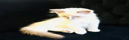 Ragdoll cats for sale: GCCF RAGDOLL KITTEN READY NOW - Advert 8