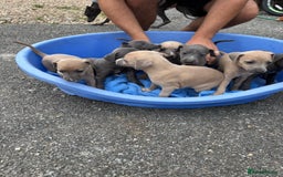 Whippet dogs for sale: Whippet puppies  - Image 3