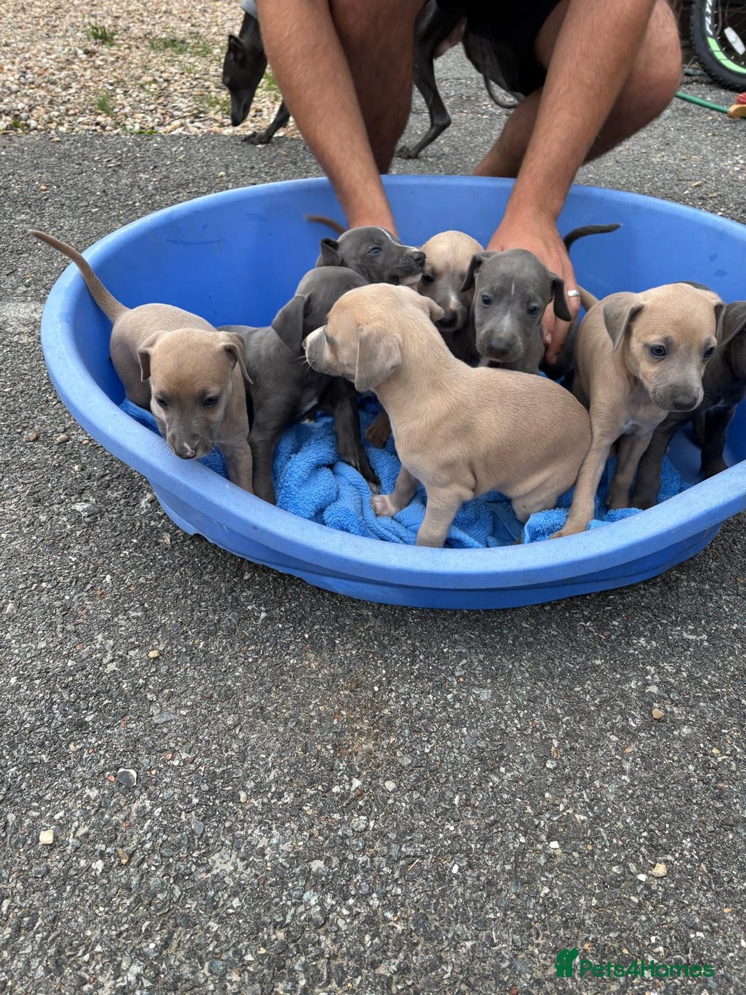 Whippet dogs for sale: Whippet puppies  - Image 3