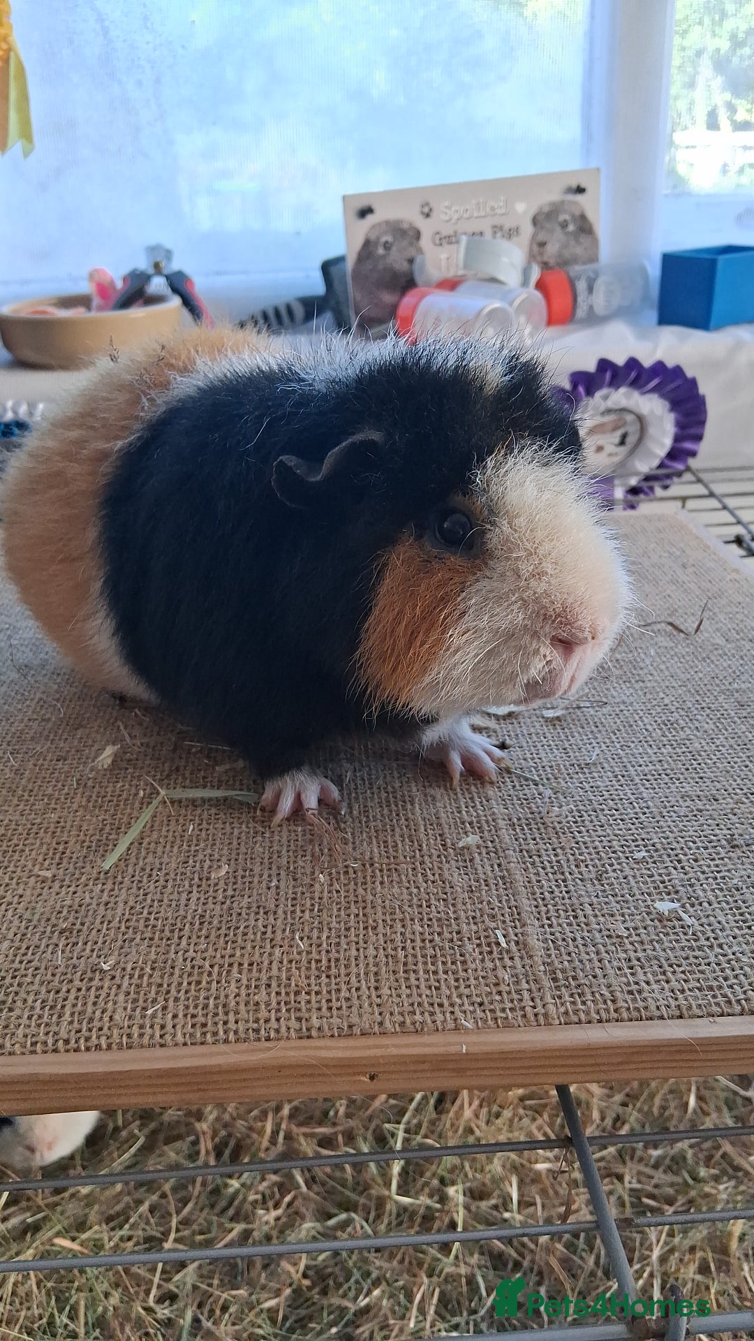 Guinea Pig rodents for sale: Various guineas for sale, see description  - Image 6