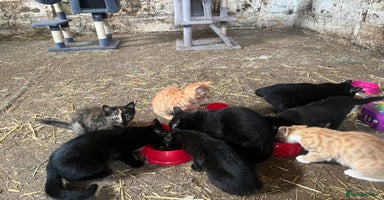 Mixed Breed cats - Advert 15