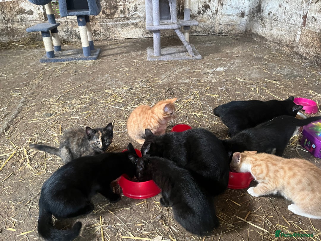 Mixed Breed cats for sale: Farm kittens for sale  - Image 2