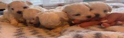 Maltese dogs for sale: Maltese pups kc reg - Advert 11