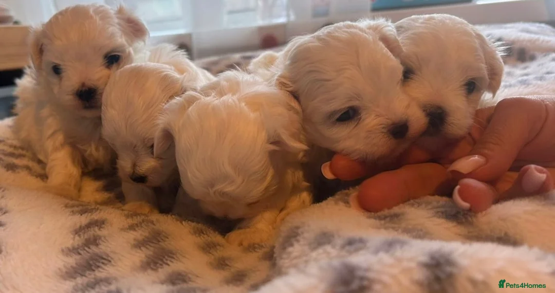 Maltese dogs for sale: Maltese pups kc reg - Advert 11