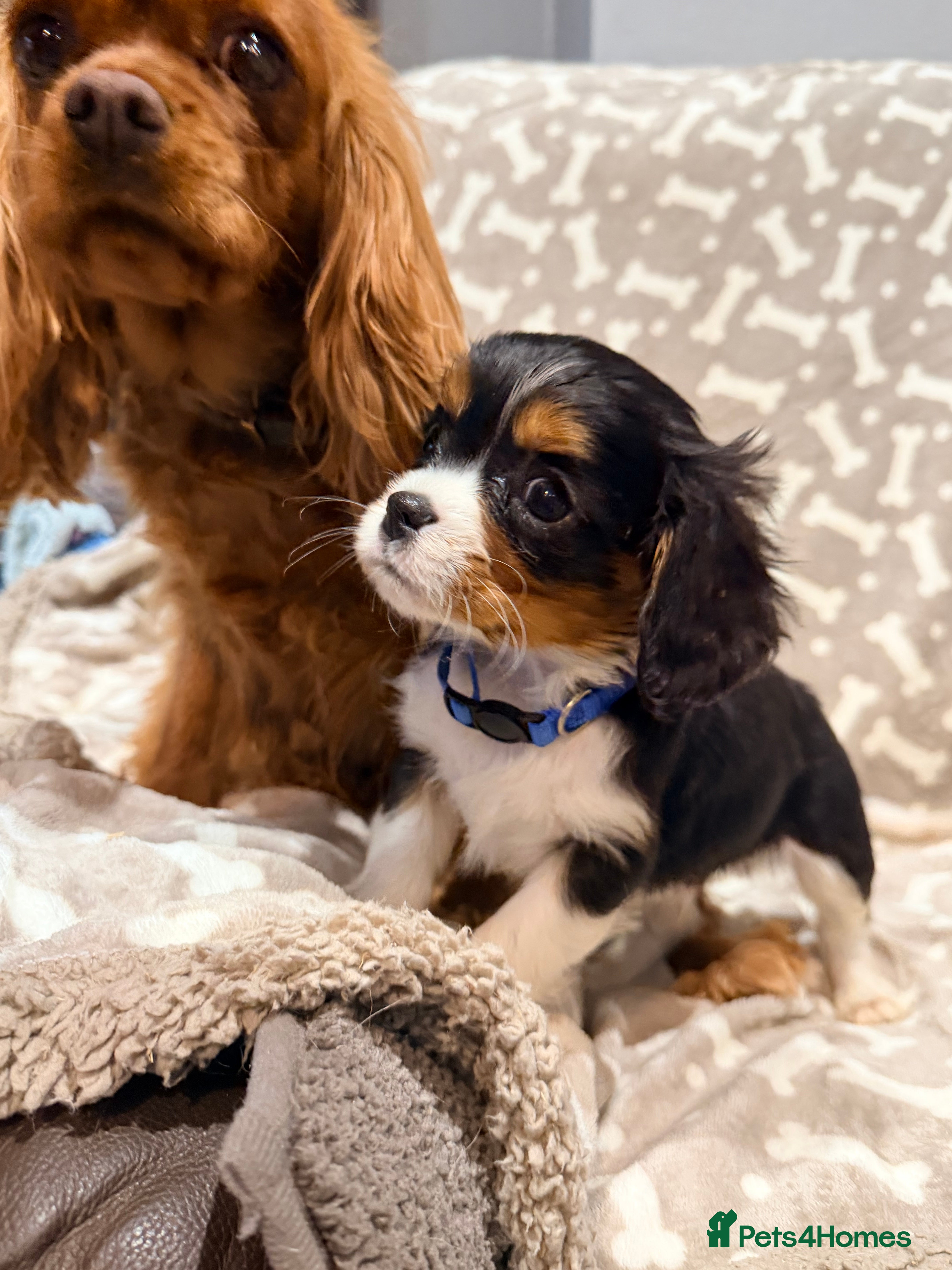 Cavalier King Charles Spaniel dogs Male KC reg puppies from Health Tested Parents - Advert 13