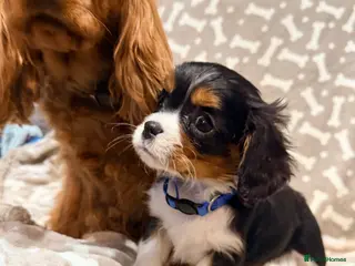 Cavalier King Charles Spaniel dogs Male KC reg puppies from Health Tested Parents - Advert 13