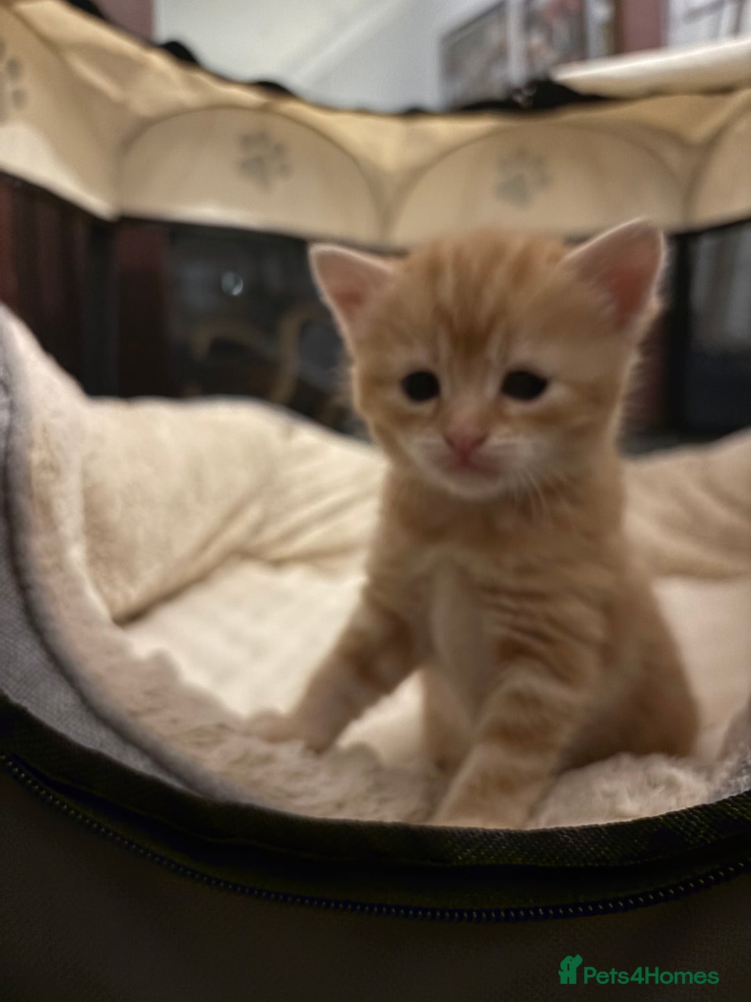Mixed Breed cats for sale: Adorable fluffy ginger kittens  - Image 5