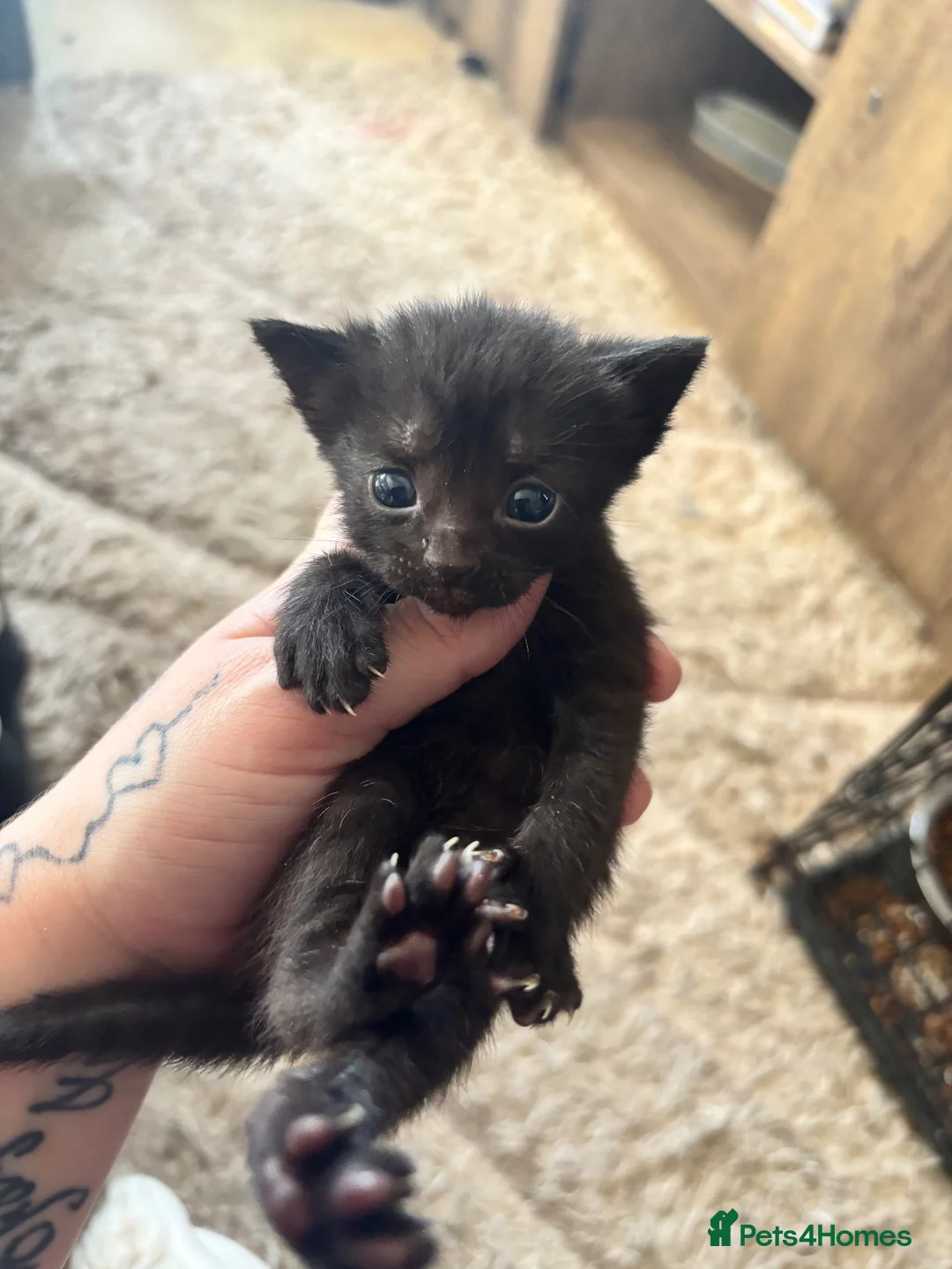 Mixed Breed cats for sale: 2 little babies - Advert 3
