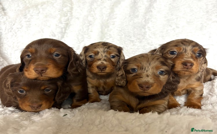 Miniature Dachshund dogs - Advert 6