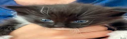 Mixed Breed cats for sale: Cross breed Ragdoll Kittens in Stirling - Advert 2