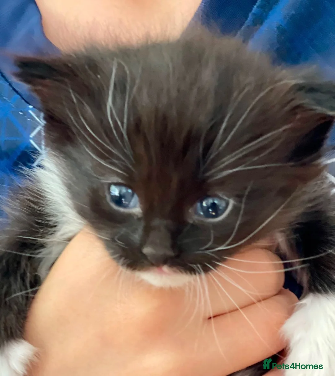 Mixed Breed cats for sale: Cross breed Ragdoll Kittens in Stirling - Advert 2